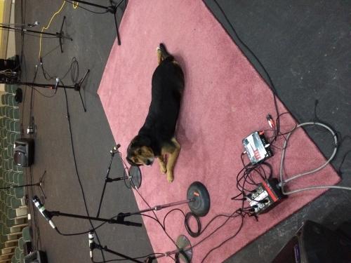 Wolfgang the Theatre Dog